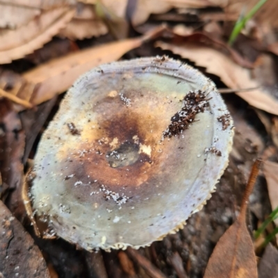 Russula sp. (genus) (Russula) at Callala Beach, NSW - 13 Jun 2020 by AaronClausen