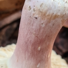 Russula sp. (genus) at Callala Beach, NSW - 13 Jun 2020