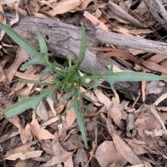 Solanum aviculare (Kangaroo Apple) at Mount Ainslie to Black Mountain - 13 Jun 2020 by JanetRussell