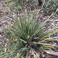 Lomandra multiflora (Many-flowered Matrush) at Yarralumla, ACT - 11 Jun 2020 by ruthkerruish