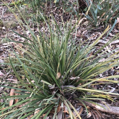 Lomandra multiflora (Many-flowered Matrush) at Scriveners Hut - 11 Jun 2020 by ruthkerruish