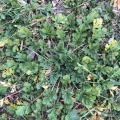 Erodium crinitum (Native Crowfoot) at Yarralumla, ACT - 11 Jun 2020 by ruthkerruish