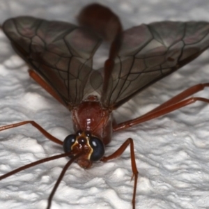 Enicospilus insularis at Ainslie, ACT - 11 Jun 2020 10:24 PM