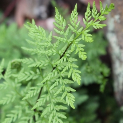 Cheilanthes austrotenuifolia (Rock Fern) at Cook, ACT - 13 Jun 2020 by Sarah2019