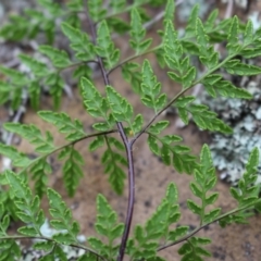 Cheilanthes austrotenuifolia at Cook, ACT - 13 Jun 2020