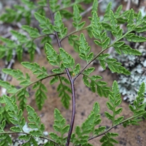 Cheilanthes austrotenuifolia at Cook, ACT - 13 Jun 2020