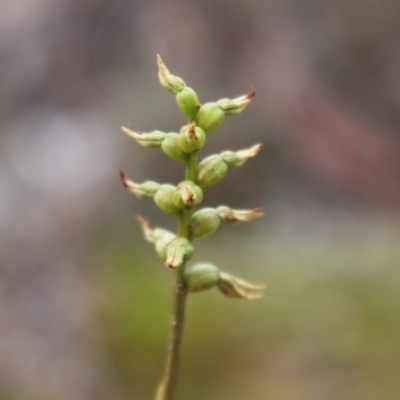 Corunastylis clivicola (Rufous midge orchid) at Dunlop, ACT - 13 Jun 2020 by Sarah2019