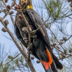 Calyptorhynchus lathami lathami (Glossy Black-Cockatoo) at Tura Beach, NSW - 12 Jun 2020 by peterharris