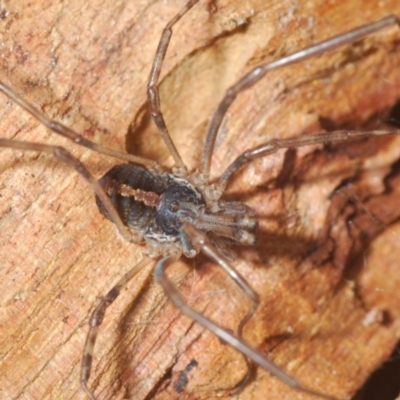 Megalopsalis (genus) (A Neopilionid harvestmen) at Mullion, NSW - 13 Jun 2020 by Harrisi