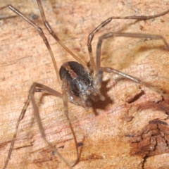 Opiliones (order) at Mullion, NSW - 13 Jun 2020