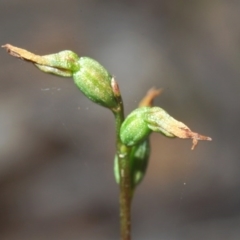 Corunastylis clivicola (Rufous midge orchid) at Black Mountain - 6 Jun 2020 by Harrisi