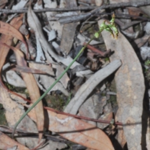 Corunastylis clivicola at Bruce, ACT - 6 Jun 2020