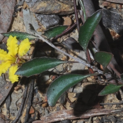 Goodenia hederacea (Ivy Goodenia) at Black Mountain - 6 Jun 2020 by Harrisi