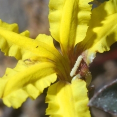 Goodenia hederacea at Bruce, ACT - 6 Jun 2020 02:11 PM