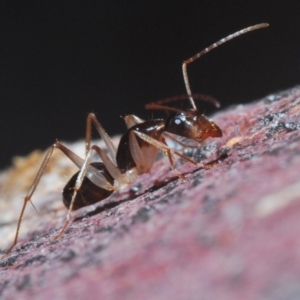 Camponotus claripes at Jerrabomberra, NSW - 7 Jun 2020 05:09 PM