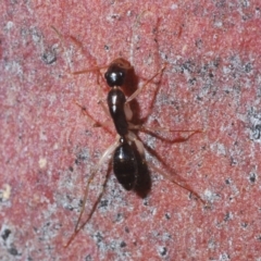 Camponotus claripes at Jerrabomberra, NSW - 7 Jun 2020