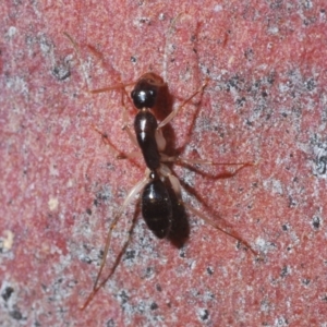 Camponotus claripes at Jerrabomberra, NSW - 7 Jun 2020 05:09 PM