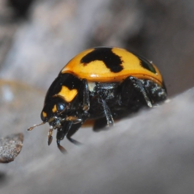 Coccinella transversalis (Transverse Ladybird) at Mullion, NSW - 13 Jun 2020 by Harrisi