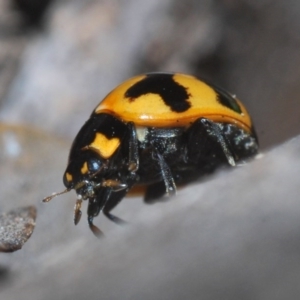 Coccinella transversalis at Mullion, NSW - 13 Jun 2020