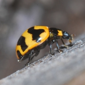 Coccinella transversalis at Mullion, NSW - 13 Jun 2020