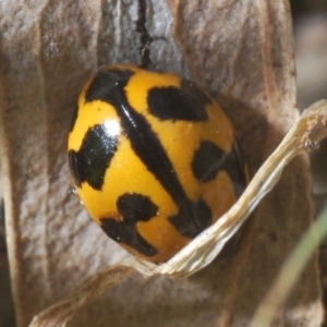 Coccinella transversalis at Mullion, NSW - 13 Jun 2020