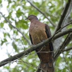 Macropygia phasianella (Brown Cuckoo-dove) at Penrose, NSW - 10 Jun 2020 by Aussiegall