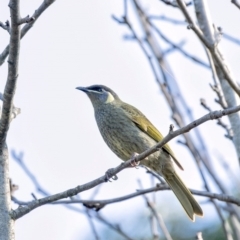 Meliphaga lewinii (Lewin's Honeyeater) at Penrose, NSW - 13 Jun 2020 by Aussiegall