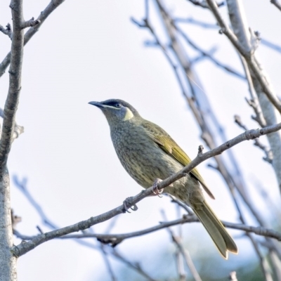 Meliphaga lewinii (Lewin's Honeyeater) at Penrose - 13 Jun 2020 by Aussiegall