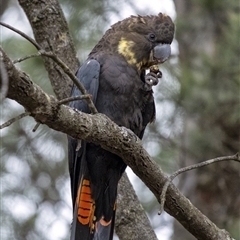 Calyptorhynchus lathami lathami (Glossy Black-Cockatoo) at Wingecarribee Local Government Area - 13 Jun 2020 by Aussiegall