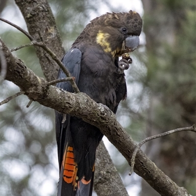 Calyptorhynchus lathami lathami (Glossy Black-Cockatoo) at Wingecarribee Local Government Area - 13 Jun 2020 by Aussiegall