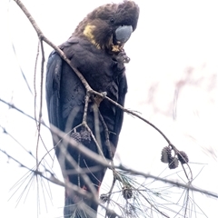 Calyptorhynchus lathami lathami at Penrose, NSW - suppressed