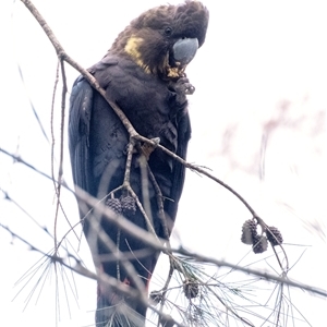 Calyptorhynchus lathami lathami at Penrose, NSW - 13 Jun 2020