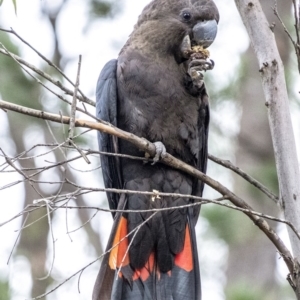 Calyptorhynchus lathami at Penrose, NSW - 13 Jun 2020