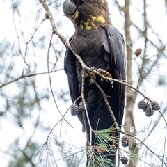 Calyptorhynchus lathami lathami at Penrose, NSW - 13 Jun 2020