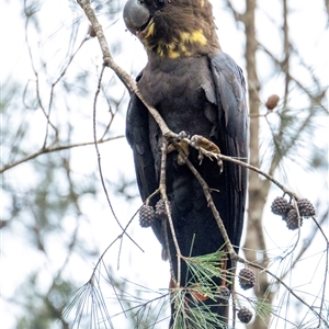 Calyptorhynchus lathami lathami at Penrose, NSW - 13 Jun 2020