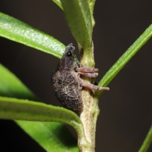 Gonipterus sp. (genus) at Acton, ACT - 12 Jun 2020