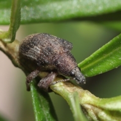 Gonipterus sp. (genus) at Acton, ACT - 12 Jun 2020 12:32 PM