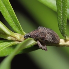 Gonipterus sp. (genus) at Acton, ACT - 12 Jun 2020