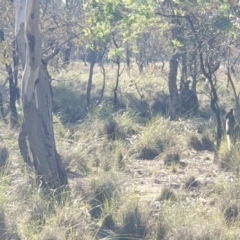 Wallabia bicolor (Swamp Wallaby) at Mulligans Flat - 7 Jun 2020 by markrattigan