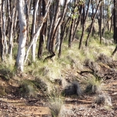 Wallabia bicolor (Swamp Wallaby) at Mulligans Flat - 13 Jun 2020 by markrattigan