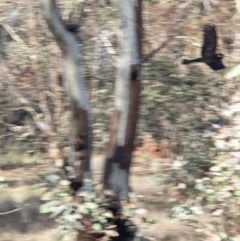 Zanda funerea (Yellow-tailed Black-Cockatoo) at Mulligans Flat - 13 Jun 2020 by markrattigan