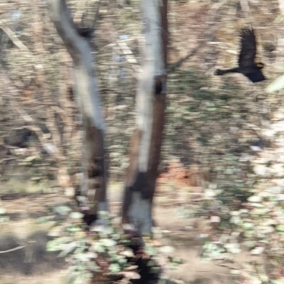 Zanda funerea (Yellow-tailed Black-Cockatoo) at Mulligans Flat - 13 Jun 2020 by markrattigan