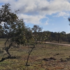 Zanda funerea at Amaroo, ACT - 13 Jun 2020