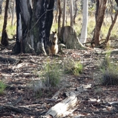 Wallabia bicolor (Swamp Wallaby) at Amaroo, ACT - 13 Jun 2020 by markrattigan