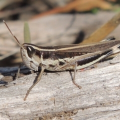 Macrotona australis (Common Macrotona Grasshopper) at Tuggeranong DC, ACT - 20 Feb 2020 by MichaelBedingfield