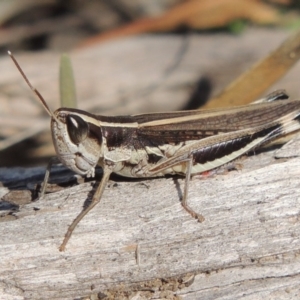 Macrotona australis at Tuggeranong DC, ACT - 20 Feb 2020 06:47 PM