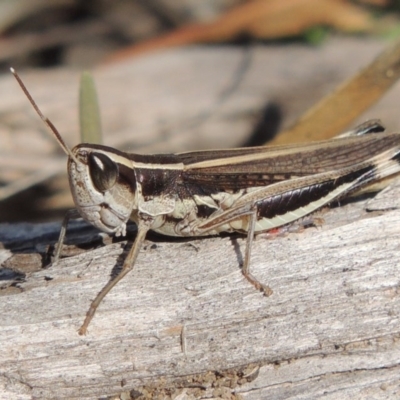 Macrotona australis (Common Macrotona Grasshopper) at Bullen Range - 20 Feb 2020 by michaelb