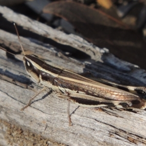 Macrotona australis at Tuggeranong DC, ACT - 20 Feb 2020 06:47 PM