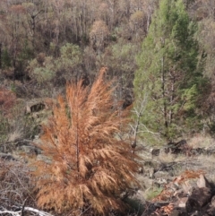 Callitris endlicheri (Black Cypress Pine) at Bullen Range - 20 Feb 2020 by michaelb