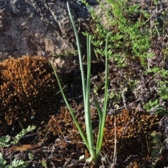 Bulbine glauca (Rock Lily) at Tuggeranong DC, ACT - 20 Feb 2020 by michaelb